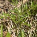 Pulsatsilla alpina subsp alba 10