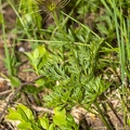Pulsatsilla alpina subsp alba 11