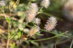 Trifolium arvense 1