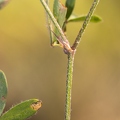 Trifolium arvense 4