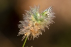 Trifolium arvense 5