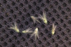 Trifolium arvense 6