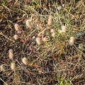 Trifolium arvense 7
