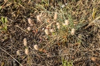 Trifolium arvense 7