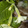 Primula vulgaris 3