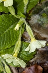 Primula vulgaris 3
