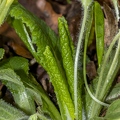 Primula vulgaris 4