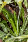 Primula vulgaris 4