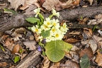 Primula vulgaris 5