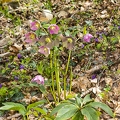 Helleborus orientalis 11