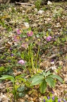 Helleborus orientalis 11