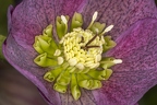 Helleborus orientalis 23