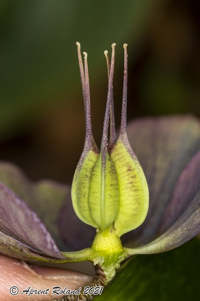 Helleborus orientalis 25
