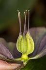 Helleborus orientalis 25