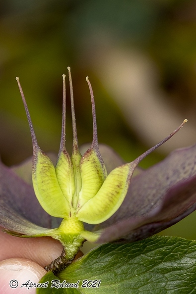 Helleborus orientalis 26