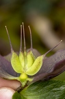 Helleborus orientalis 26