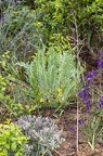 Astragalus exscapus 2