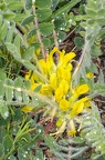 Astragalus exscapus 3