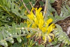 Astragalus exscapus 4