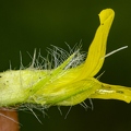 Astragalus exscapus 5