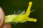 Astragalus exscapus 5