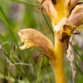 Orobanche_teucrii_09.jpg