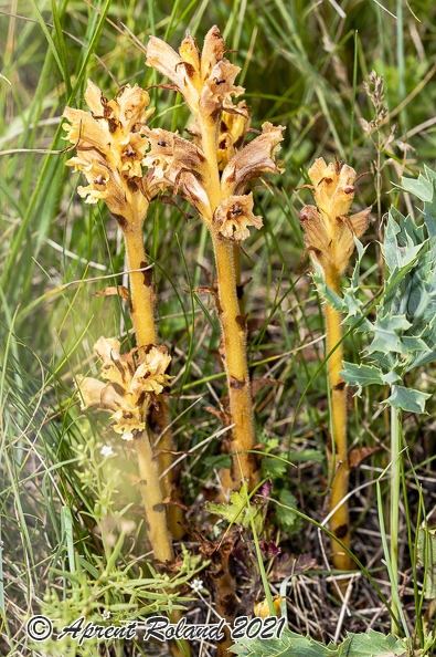 Orobanche teucrii 15