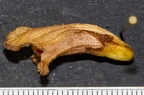 Orobanche teucrii 18