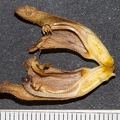 Orobanche teucrii 19