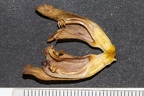 Orobanche teucrii 19