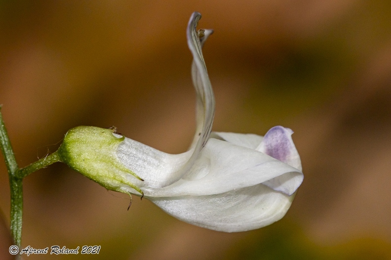 Vicia_sylvatica_04.jpg