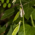 Vicia sylvatica 05