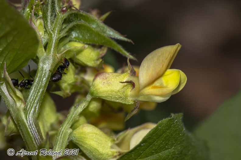 Vicia oroboides 02