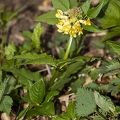 Vicia oroboides 01