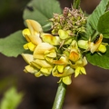 Vicia oroboides 03