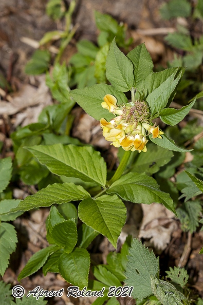 Vicia oroboides 10