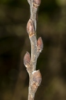 Salix cinerea 10