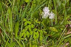 Thalictrum aquilegiifolium 07