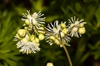 Thalictrum aquilegiifolium 10