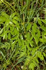 Thalictrum aquilegiifolium 11