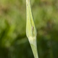 Tragopogon dubius 10