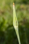 Tragopogon dubius 10