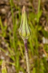 Tragopogon orientalis 03