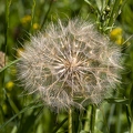 Tragopogon orientalis 10