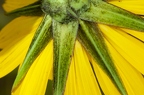 Tragopogon orientalis 18