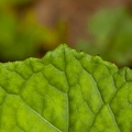 Tussilago farfara 10