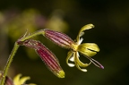Silene nutans subsp insubrica 02