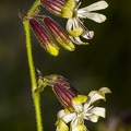 Silene nutans subsp insubrica 03