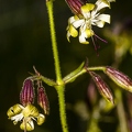 Silene nutans subsp insubrica 04