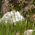 Silene nutans subsp insubrica 06